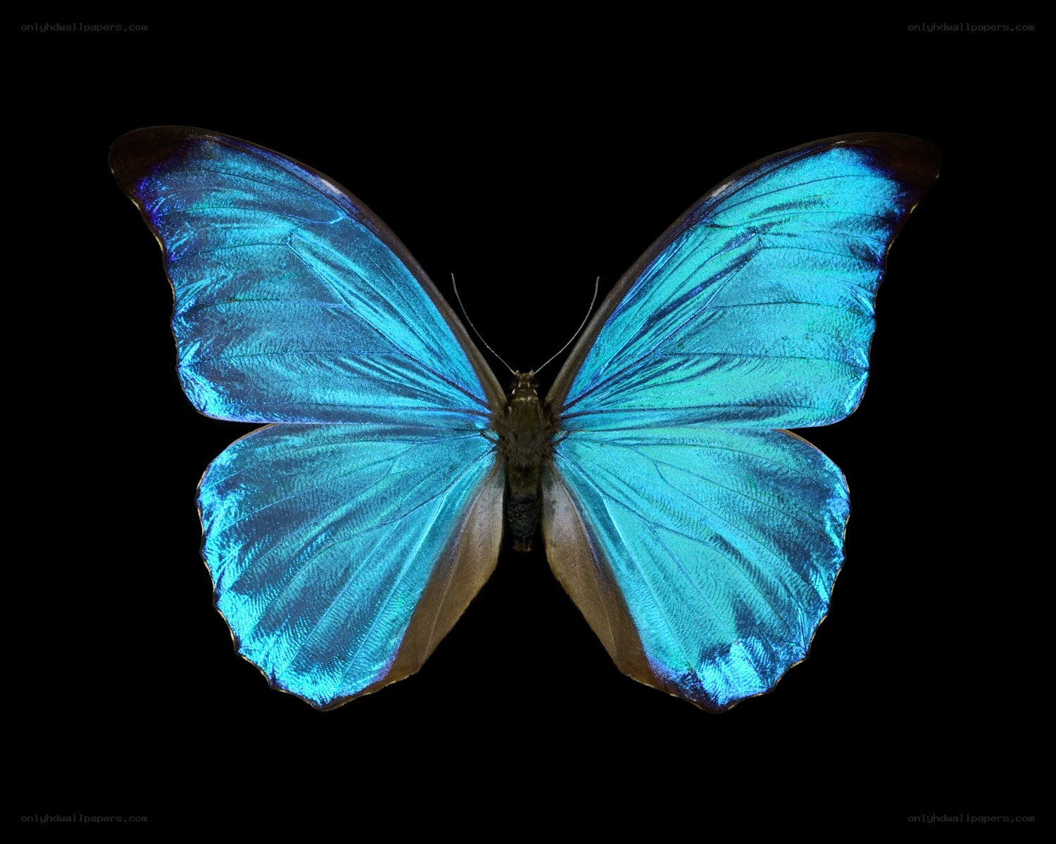 Blue butterfly with iridescent wings