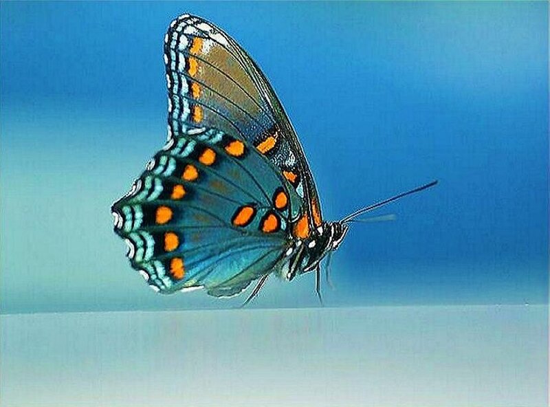 blue butterfly with orange spots