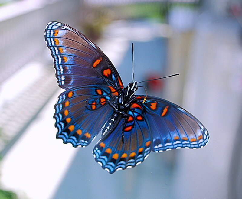 Blue Butterfly with Orange Spots — Calm
