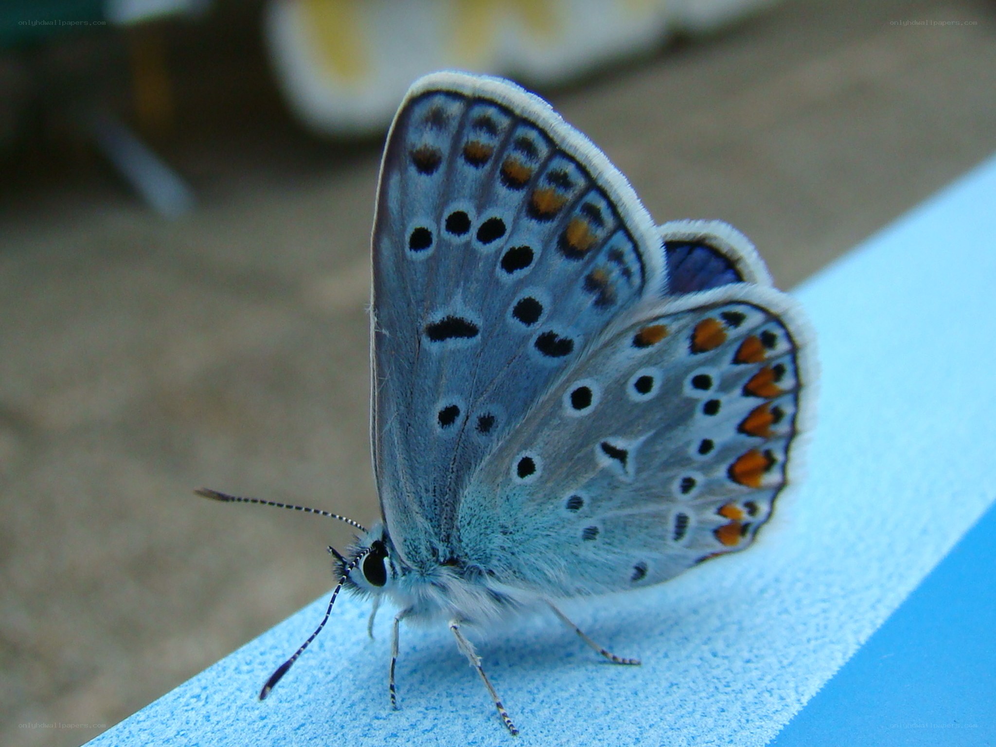 blue butterfly with orange spots