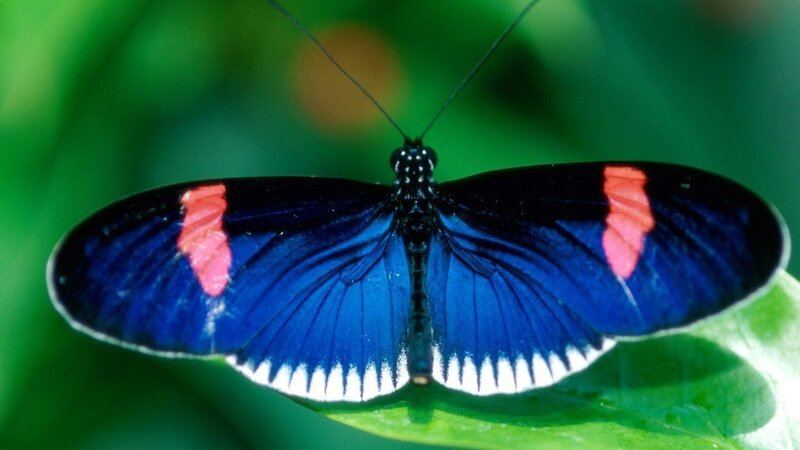 blue butterfly with red spots