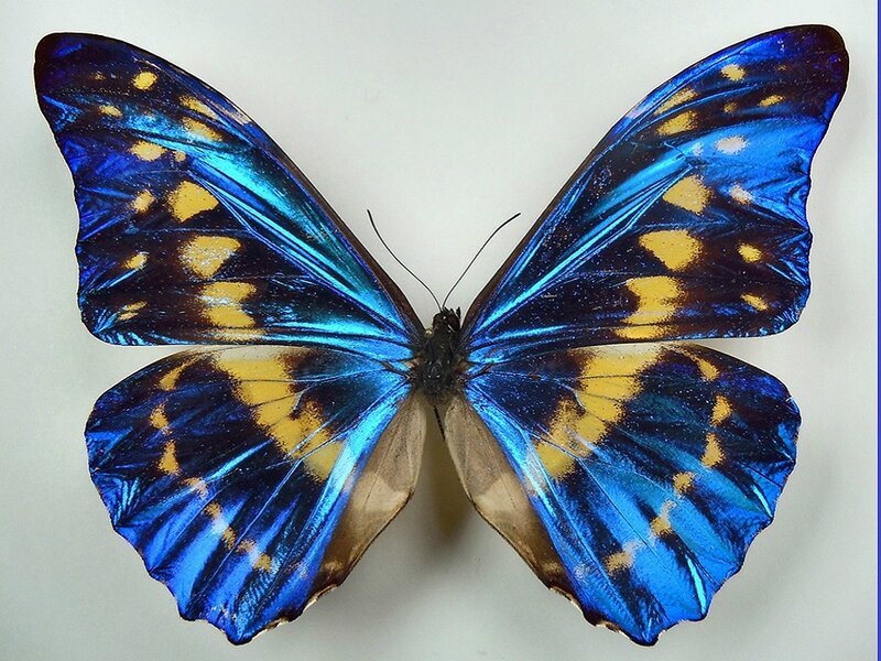 Blue Butterfly with Yellow Spots