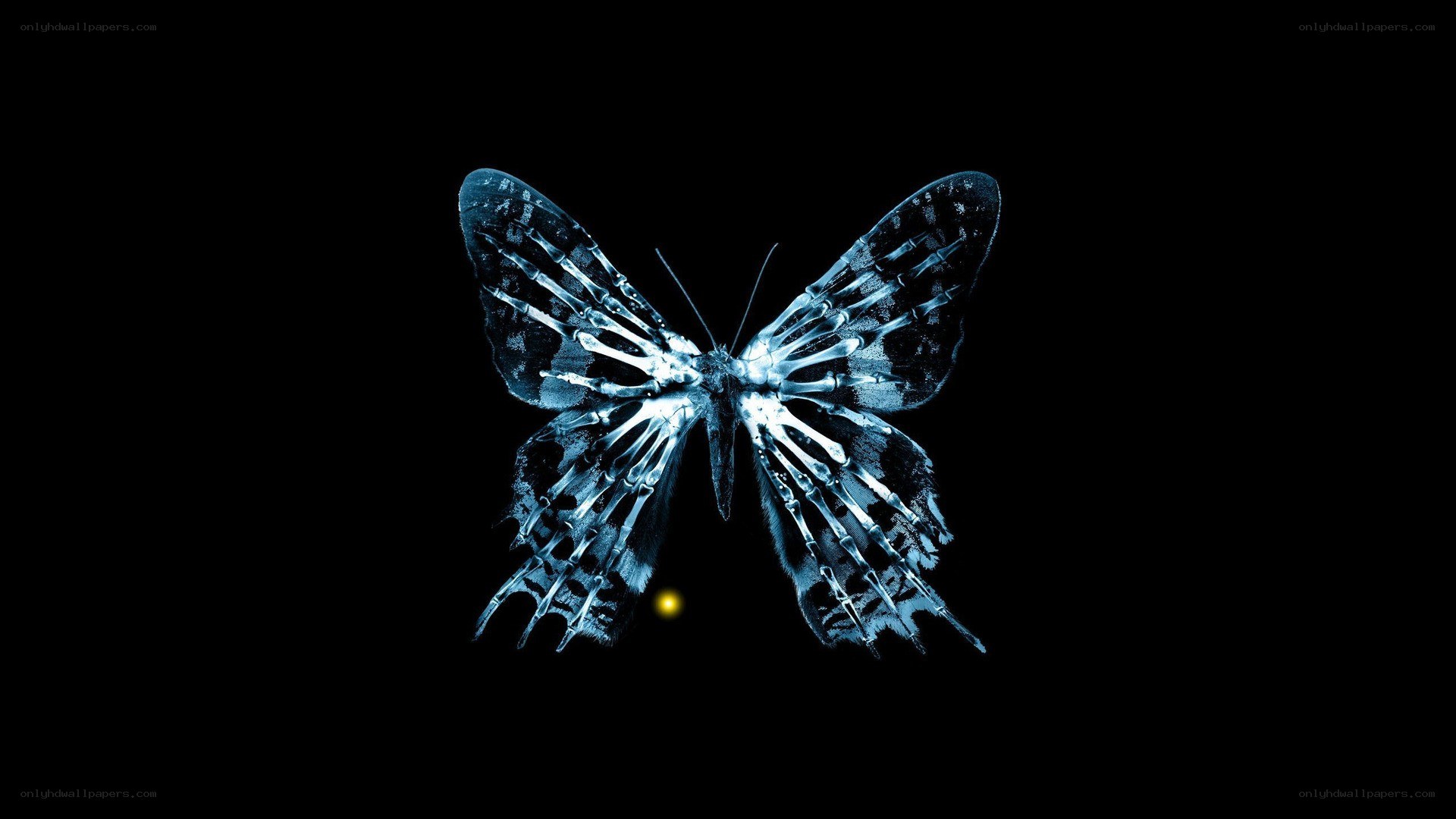 blue butterfly x-ray