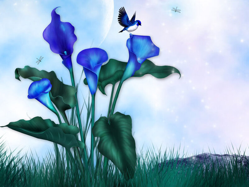 Blue Calla Lilies and Bird