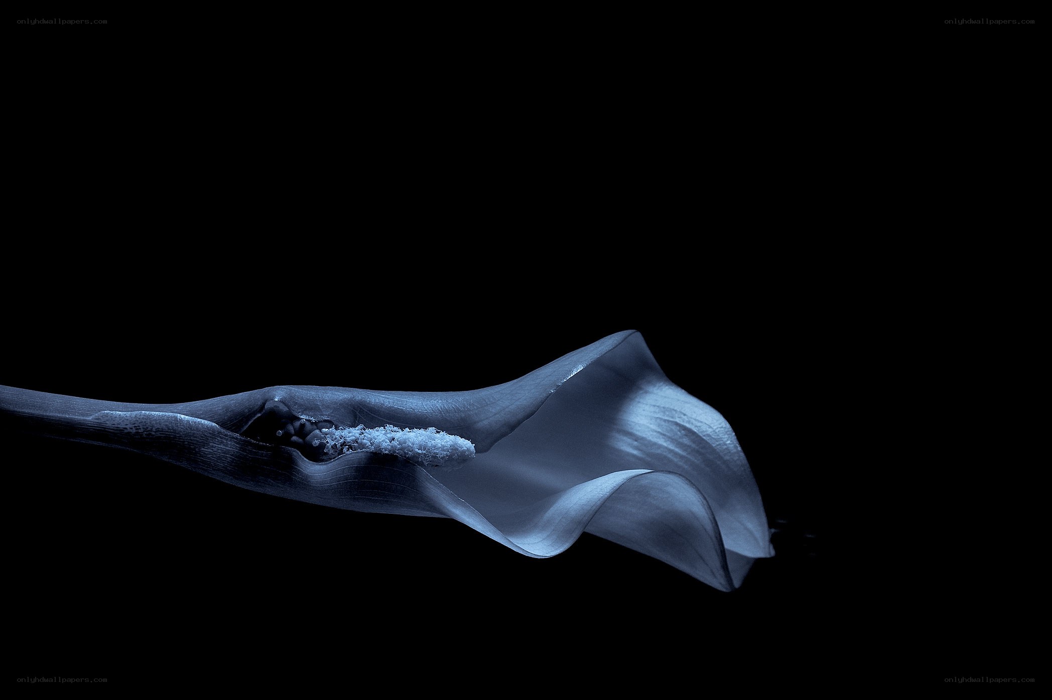Blue calla lily in darkness