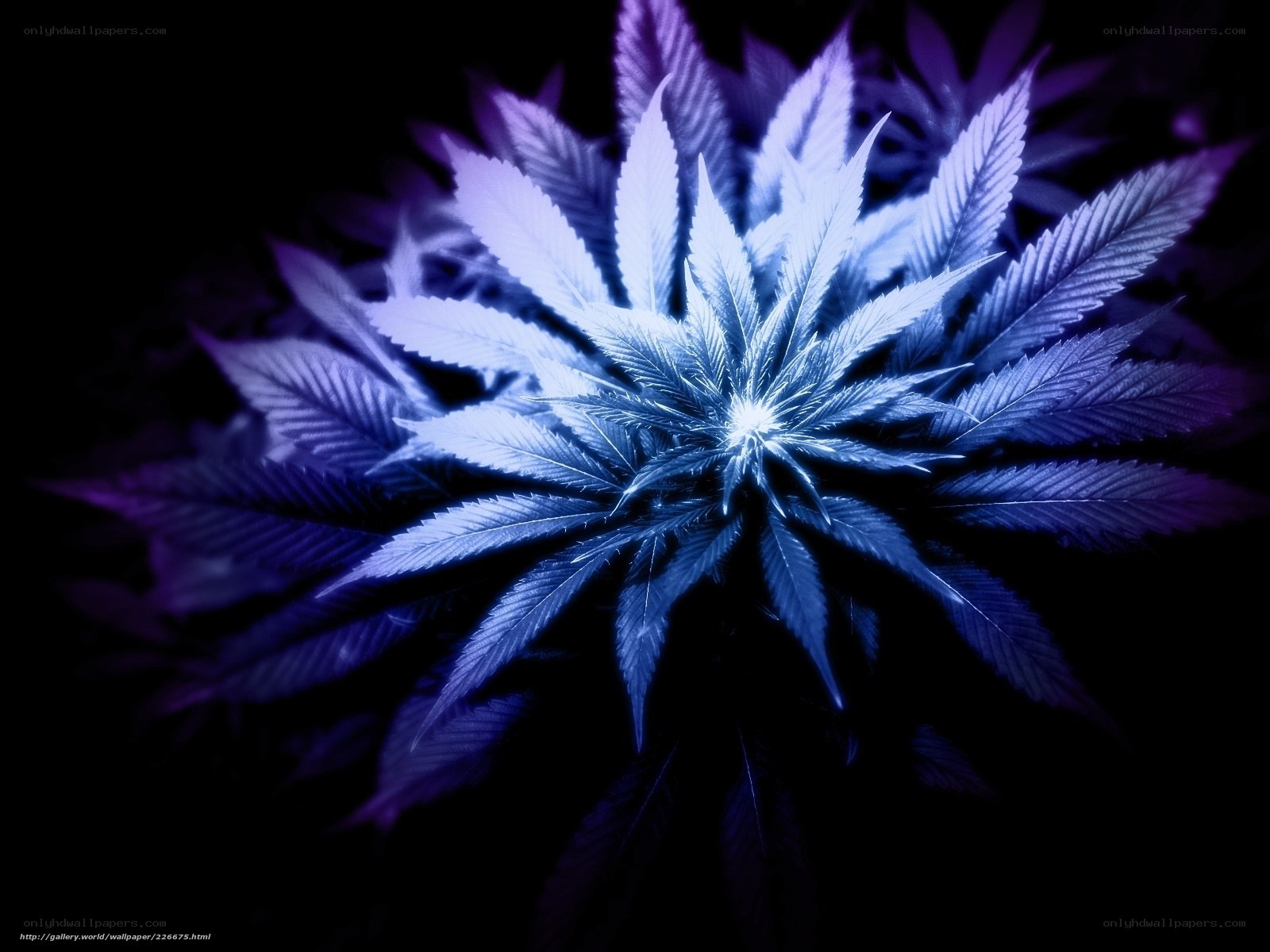 Blue cannabis leaf pattern