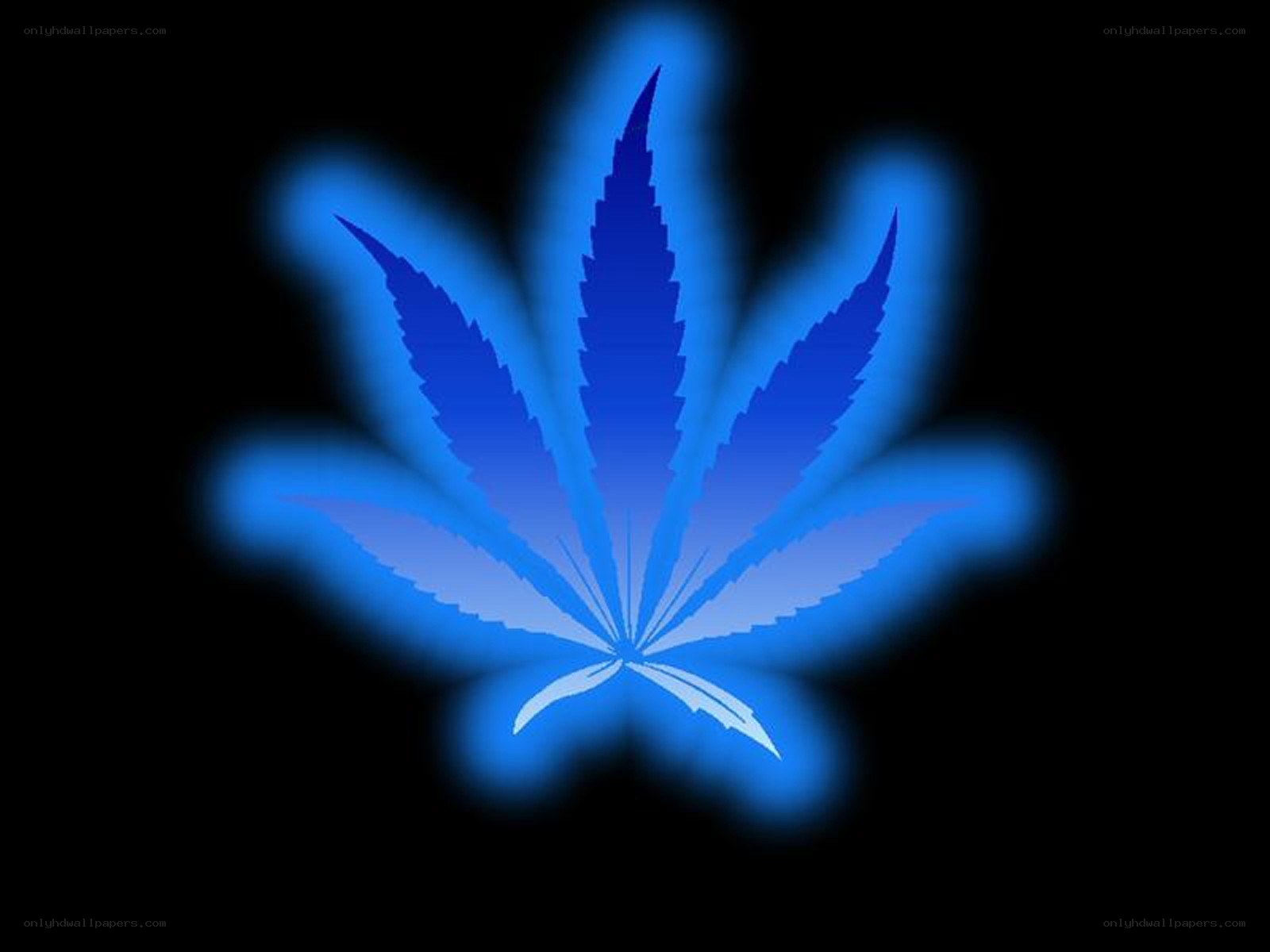 blue cannabis leaf symbol
