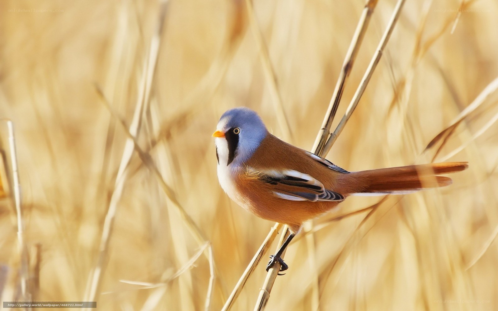 Blue-capped bird in golden reeds