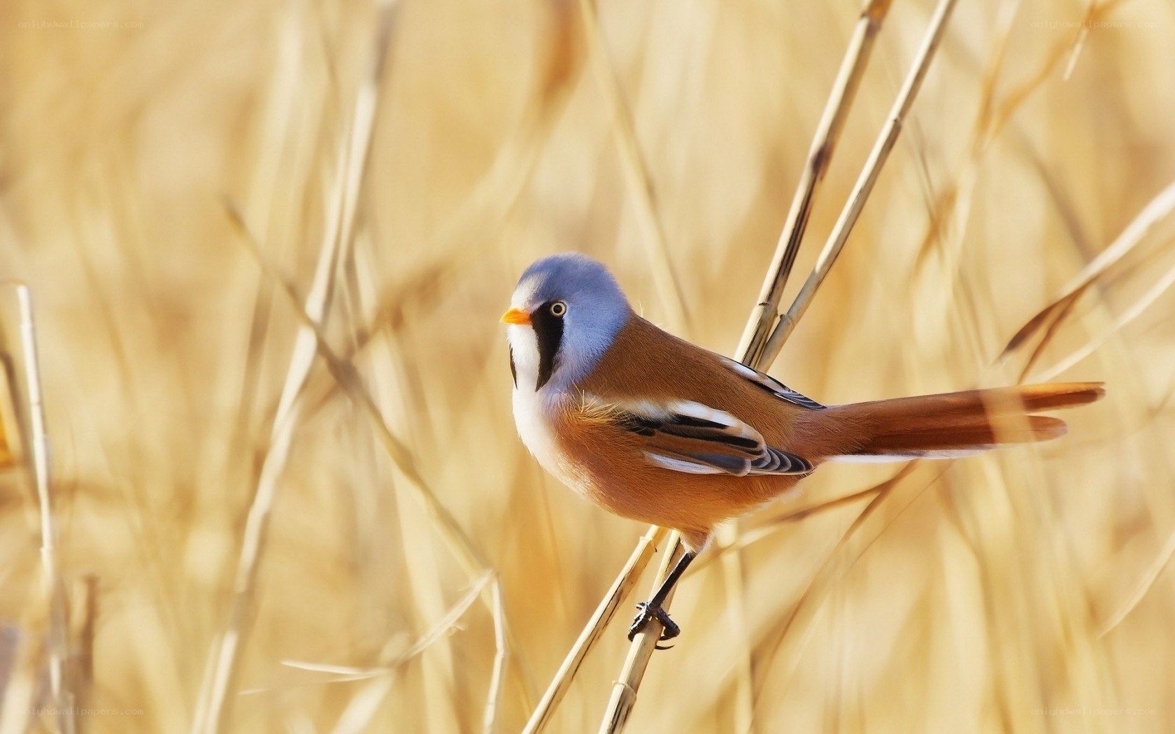 Blue-capped bird on a reed
