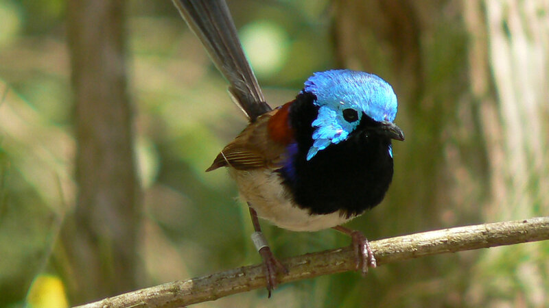 Blue-capped Bird on Branch