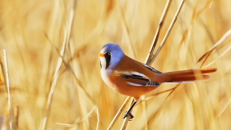 Blue-capped Bird on Reed — Brown