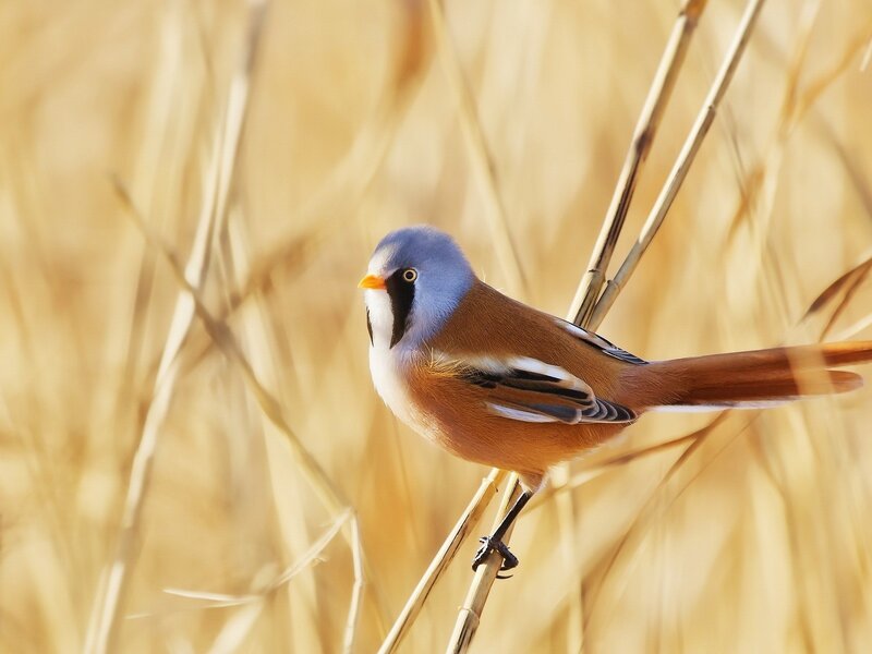 Blue-capped Bird on Reed