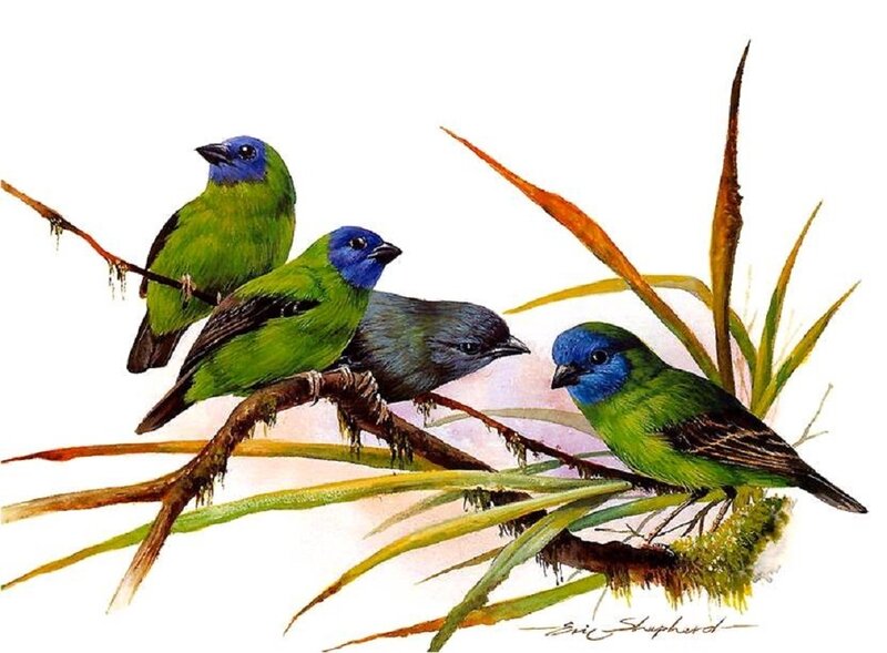 Blue-capped Birds on Branch