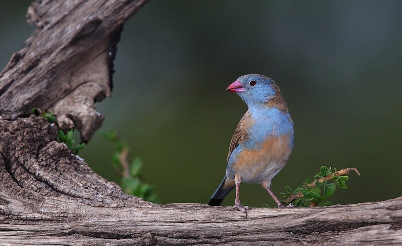 Blue-capped Cordonbleu Bird