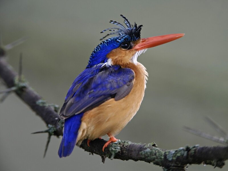 Blue-capped Kingfisher — Blue, Calm