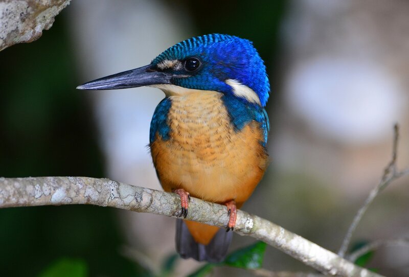 Blue-capped Kingfisher — Blue