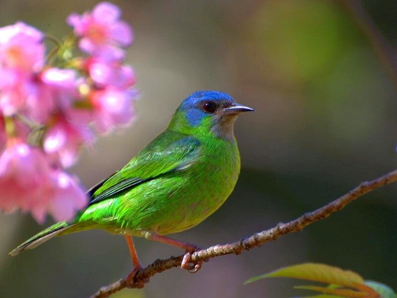 Blue-capped Leafbird