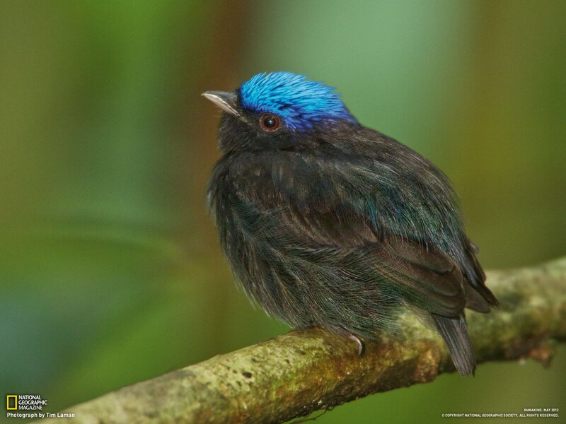 Blue-capped manakin perched