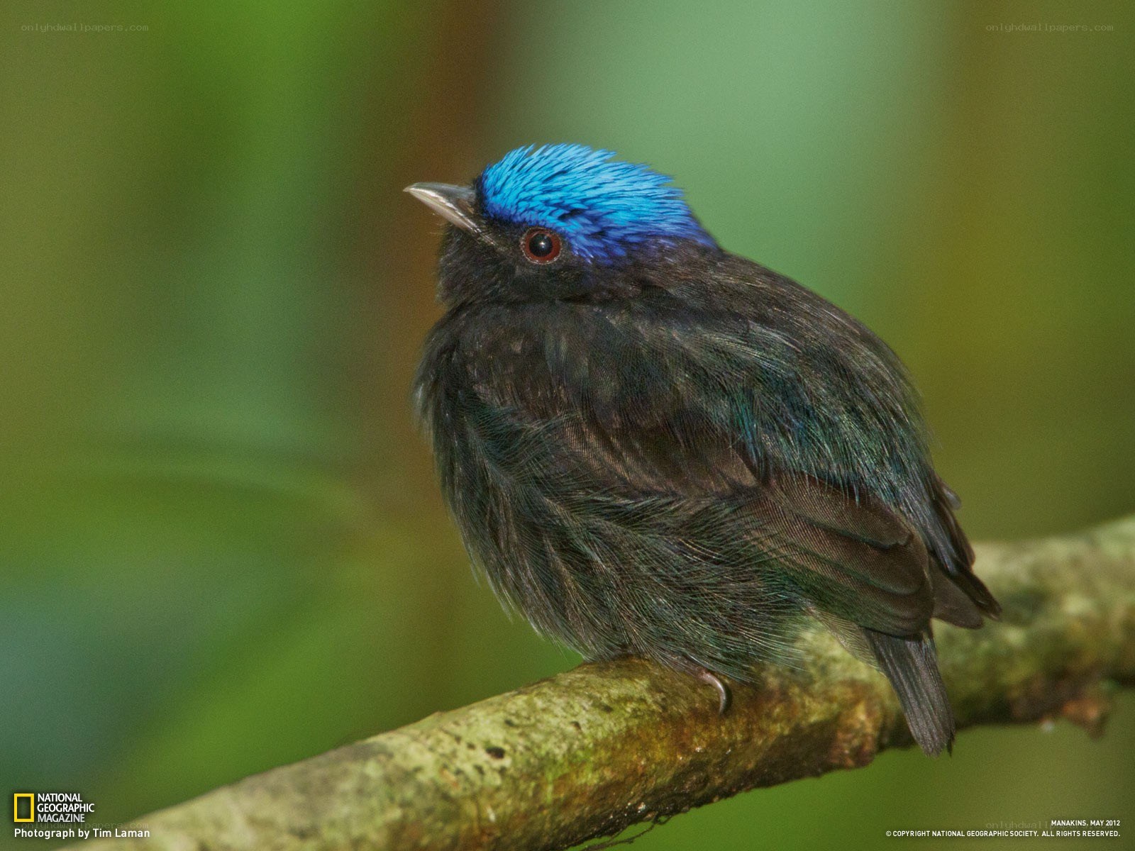 Blue-capped manakin perched
