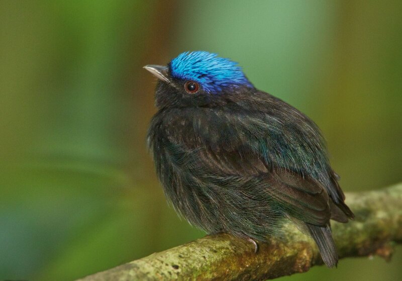 Blue-capped Manakin