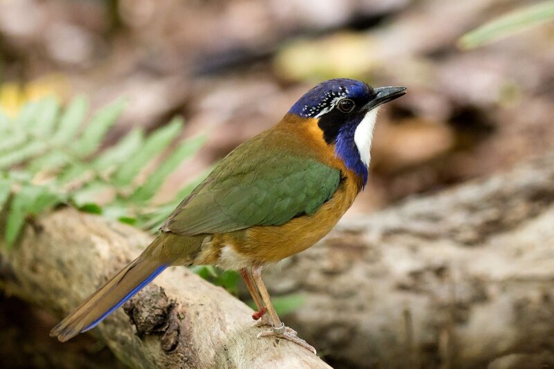 Blue-capped Pitta Bird