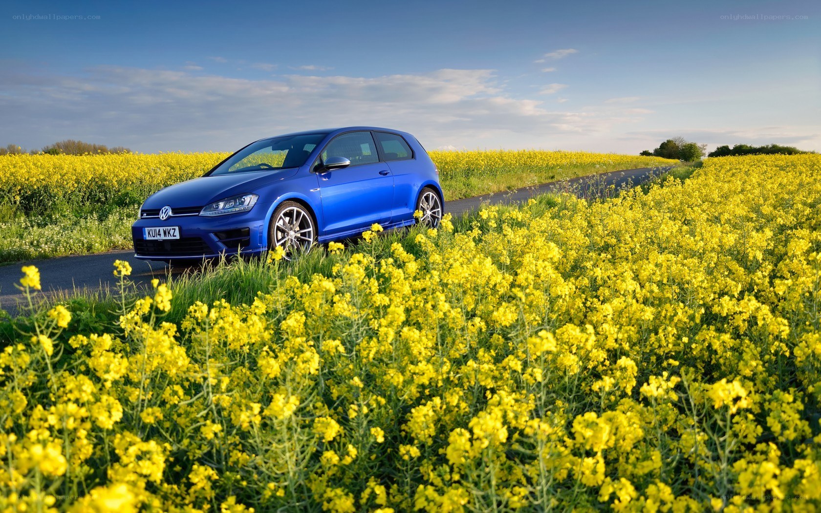 Blue car in a flower field