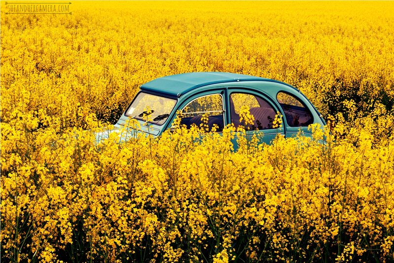 Blue Car in Flower Field