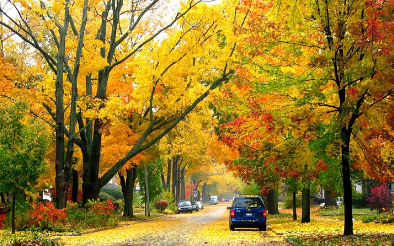 Blue Car on Autumn Street — Yellow