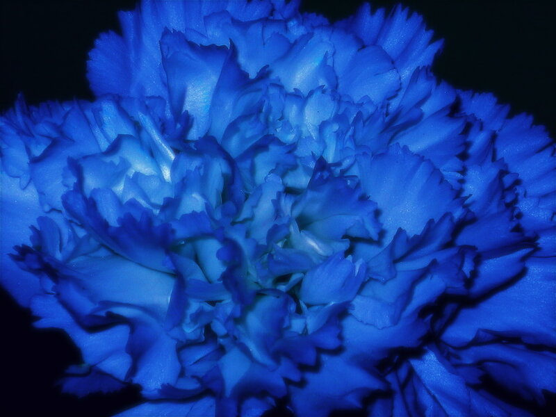Blue Carnation Flower