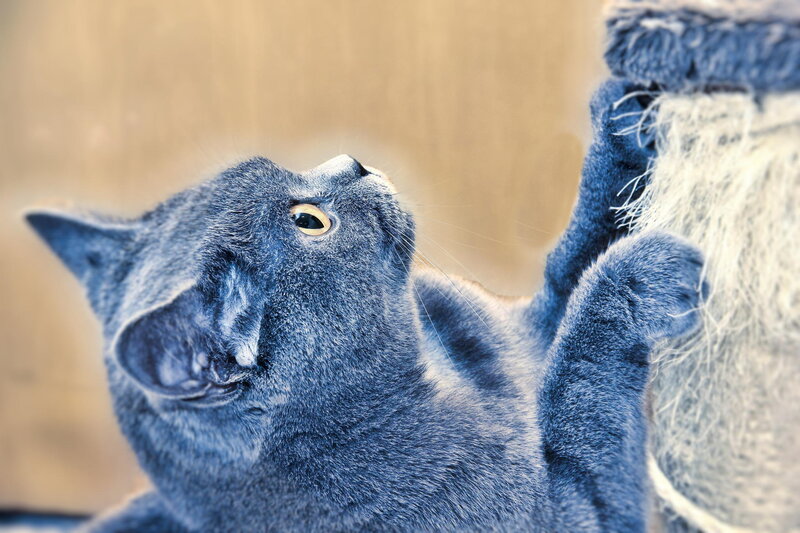 Blue Cat Scratching Post
