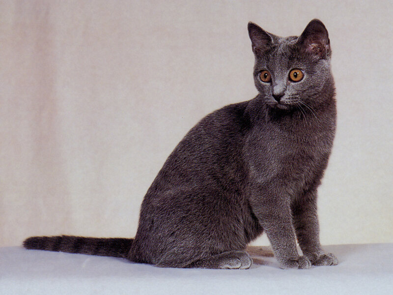 Blue Cat Sitting