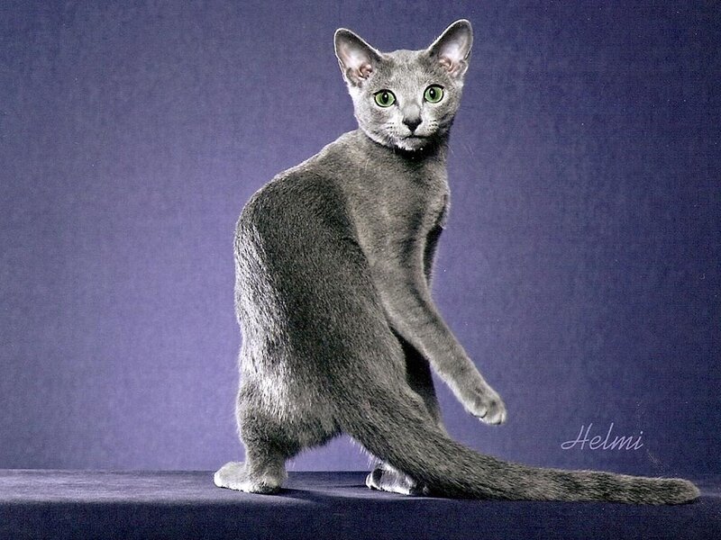 Blue Cat Standing