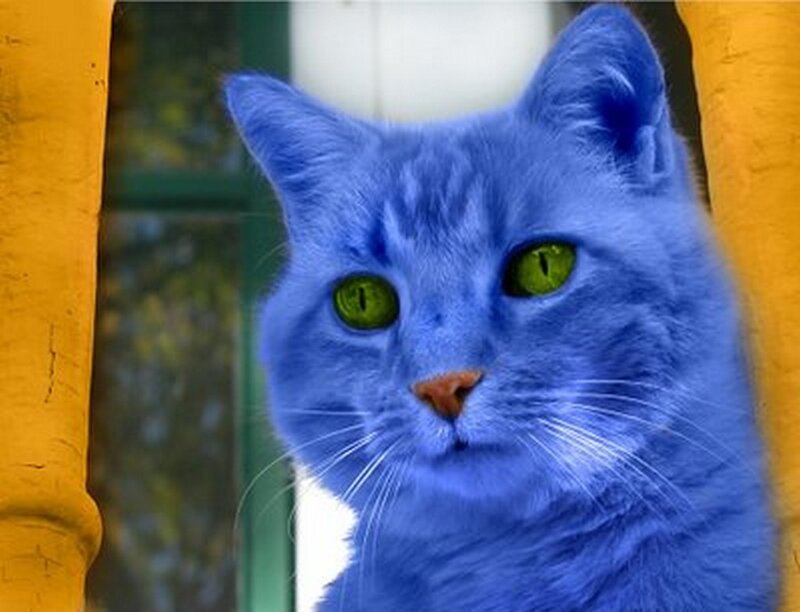 Blue Cat with Green Eyes