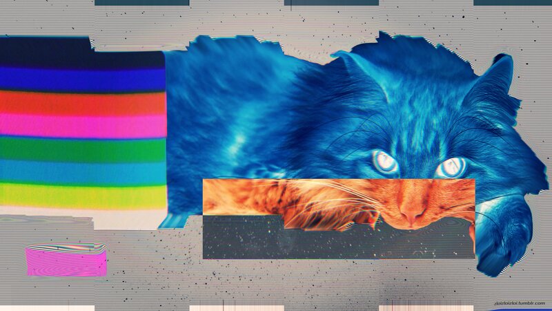 Blue Cat with Orange Face