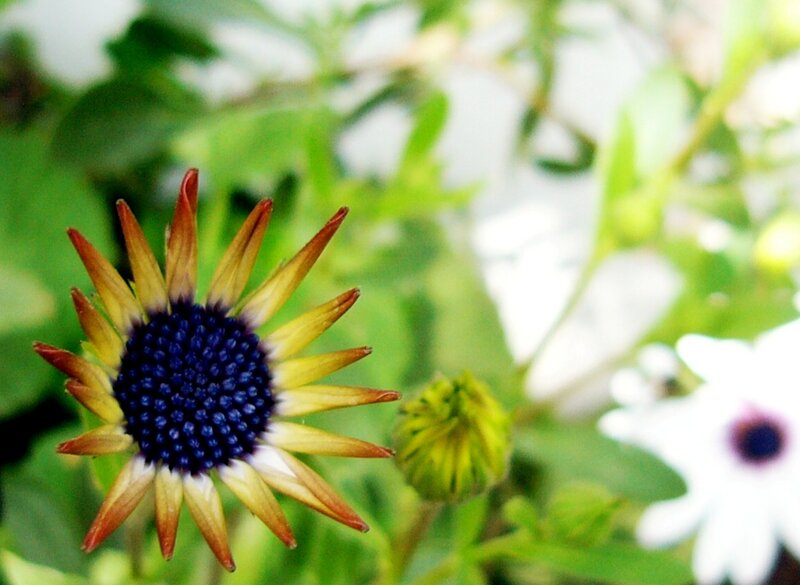 Blue-centered Flower