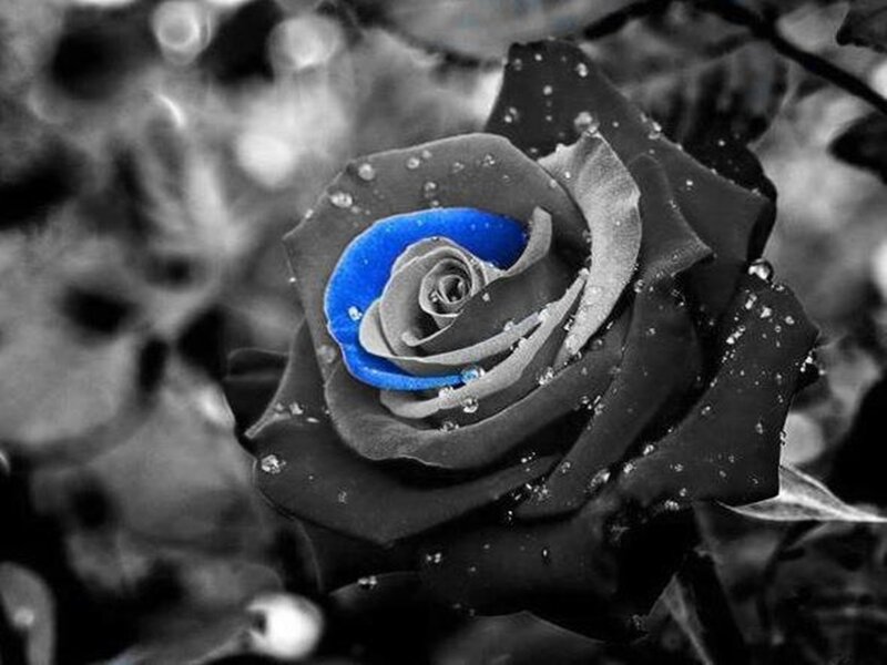 Blue-centered Rose