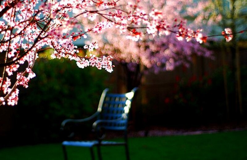 Blue Chair under Blossoms