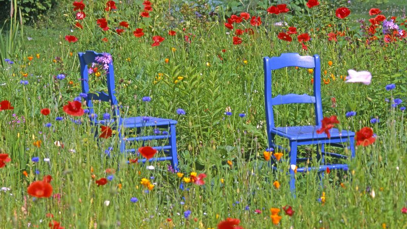 Blue chairs in wildflower meadow