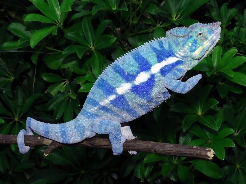 blue chameleon on branch