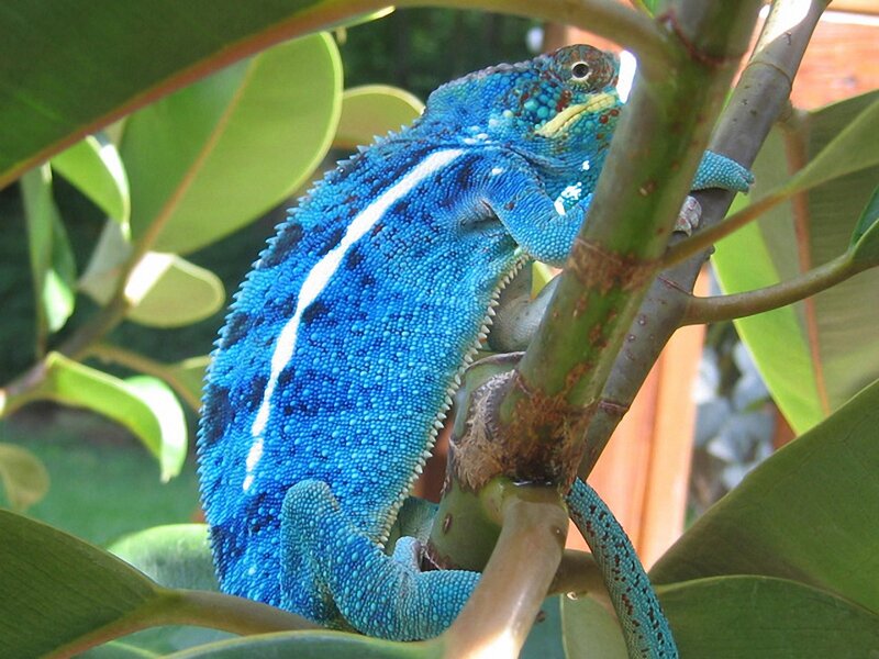 Blue Chameleon on Branch — Calm, Afternoon