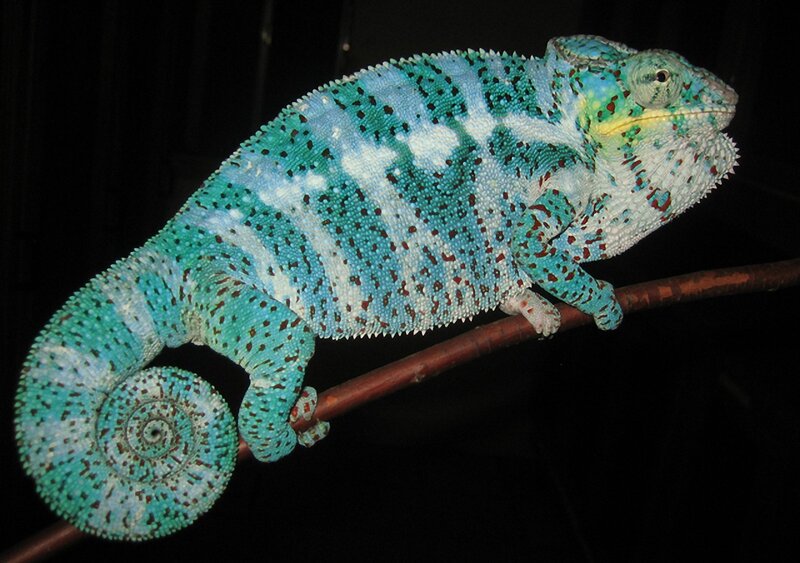 Blue Chameleon on Branch — Calm, Night, Photograph