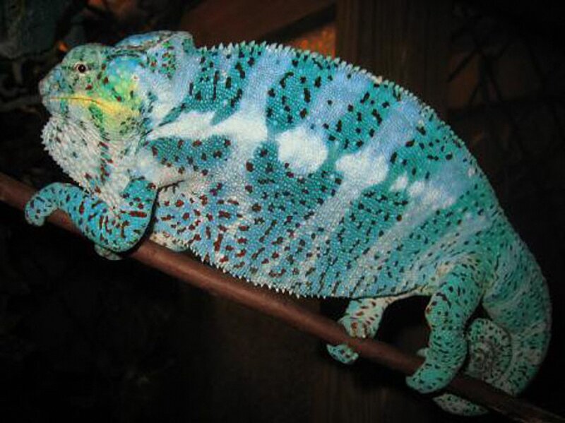 Blue Chameleon on Branch — Calm, Night