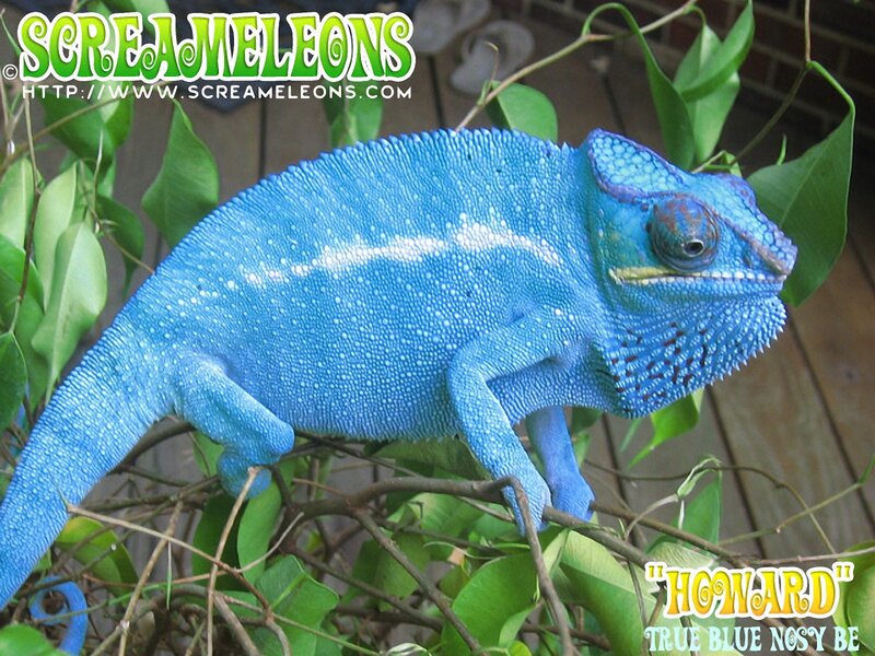 Blue Chameleon on Branch — Calm, Photograph, Leaves