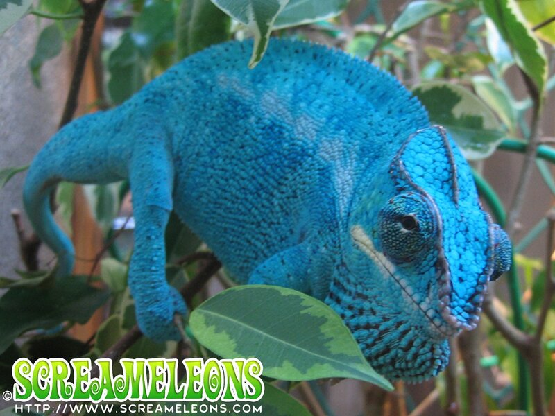 Blue Chameleon on Branch — Calm, Photograph
