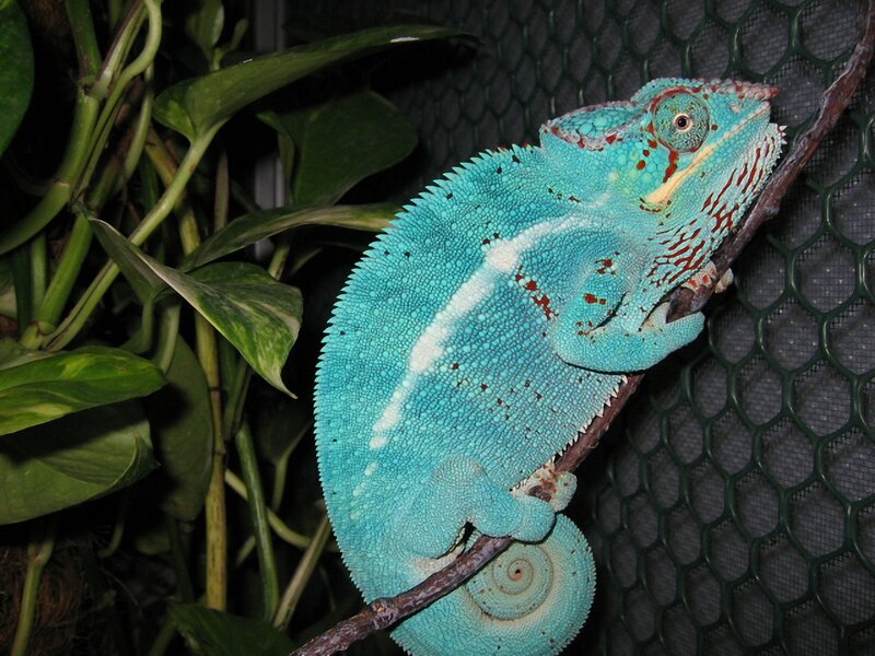 Blue Chameleon on Branch — Calm