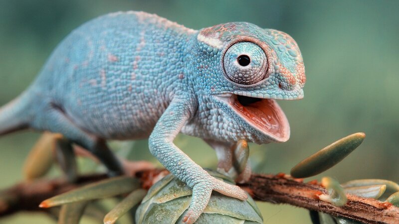 Blue Chameleon on Branch — Curious