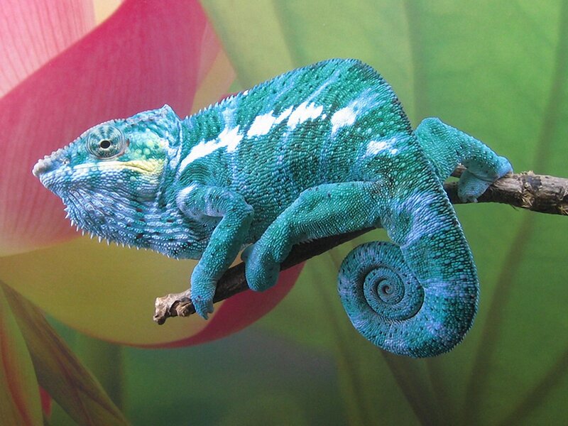 Blue Chameleon on Branch — Green