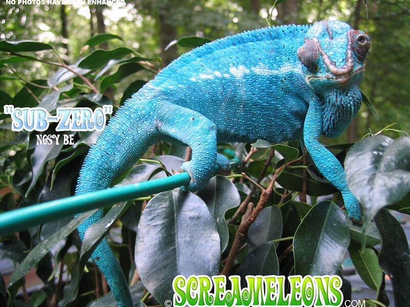 Blue Chameleon on Branch — Natural, Photograph
