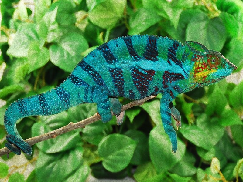 Blue Chameleon on Branch — Natural