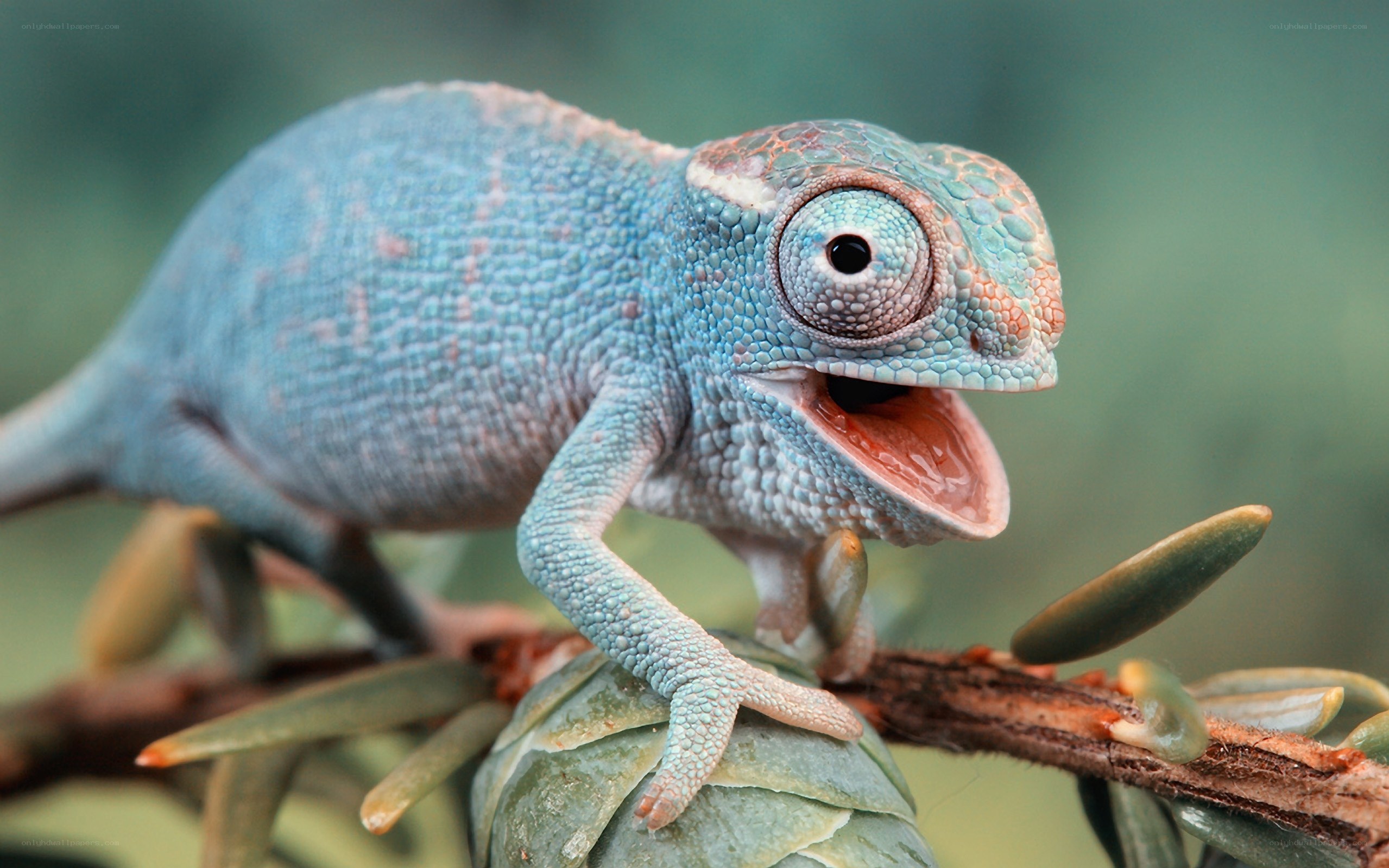 blue chameleon on branch